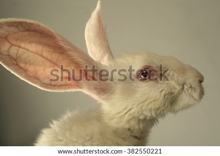 Portrait of a white rabbit with huge ears on grey background