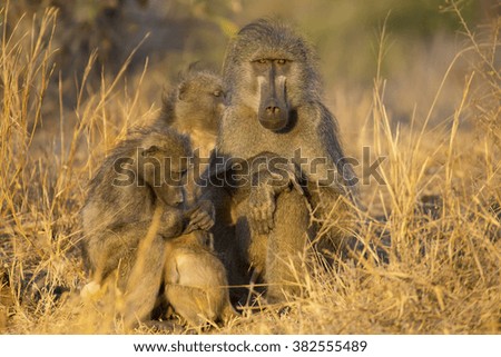 Baboon family play to strengthen bonds and having fun in nature