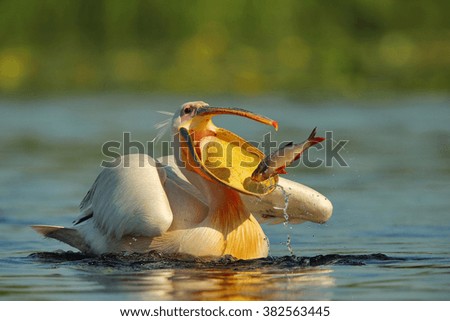 Pelican (Pelecanus onocrotalus) Royalty-Free Stock Photo #382563445