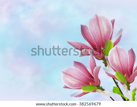 Spring floral background with pink magnolia flowers