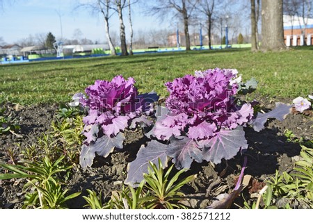 Ornamental cabbage in bloom in the winter.