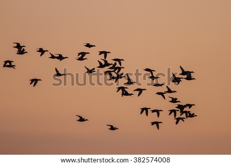 Flying ducks. Silhouette birds. Sunset background. Royalty-Free Stock Photo #382574008