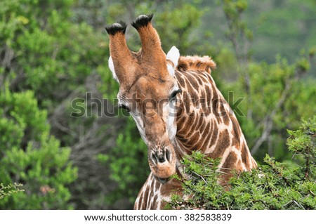 Giraffe feeding 