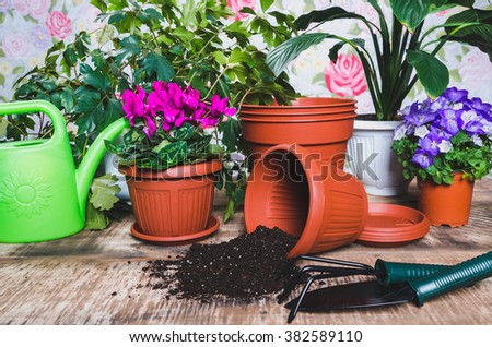 Gardening tools and flower on wooden background, watering can 