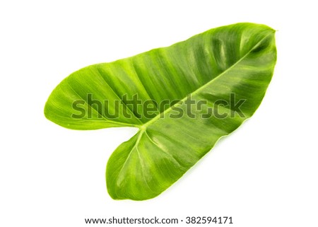 Beautiful green leaf on white background,tropical