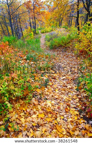 autumn forest path