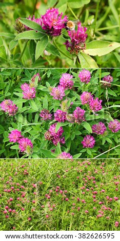Bright summer field blooming fragrant red clover