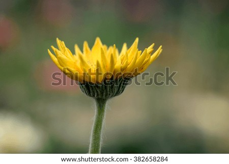 a beautiful yellow chrysanthemum blossoming in the garden