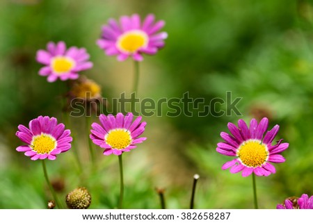 a beautiful daisies blossoming in the garden with green background