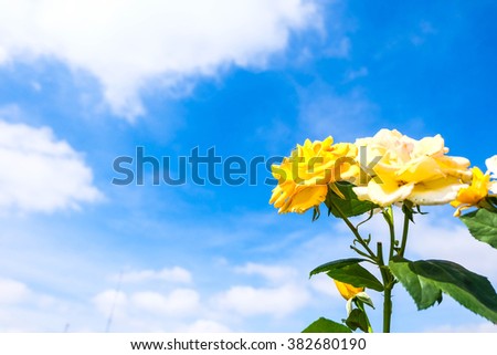 yellow and white rose under blue sky
