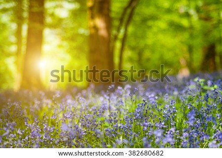 Detail of bluebell flower forest - photo with low depth of field