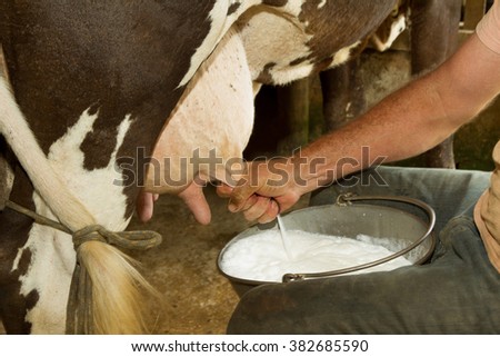 Detail of manual milking milk in small Brazilian rural farm Royalty-Free Stock Photo #382685590