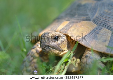 The spur-thighed tortoise or Greek tortoise (Testudo graeca) in natural habitat, National Park Macin Mountains, Dobrogea