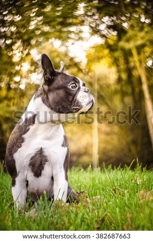white and brown spotted boston terrier dog sitting on green grass watching right with leafy forest in background