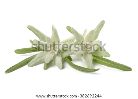 edelweiss isolated on white background
