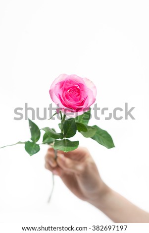 Beautiful woman hand with rose isolated on white
