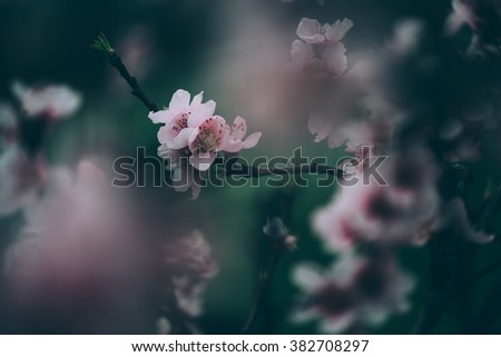 Close up shot of peach blossom on natural light and with selective focus. Selective focus and short depth of field for dreamy soft background.