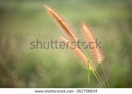 Grass flowers against sunlight in field