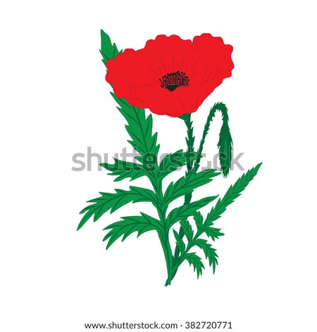 red poppy and bud on a long green stem with leaves on a white background greeting card invitation wedding birthday Valentine's Day Mother's Day Veteran's Day bitmap image