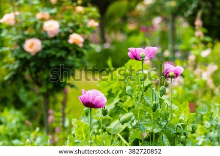 Pink poppies in a summer garden on sunny day. Horizontal shot