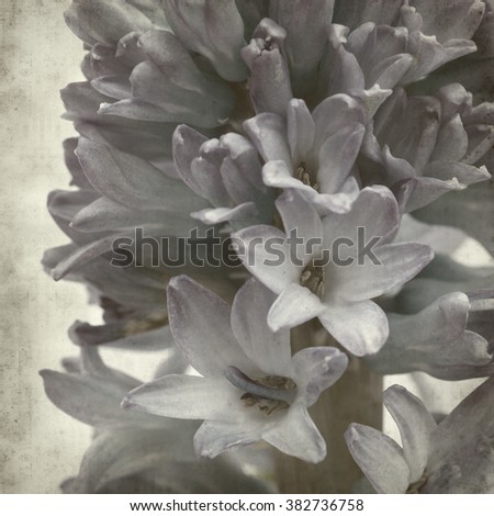textured old paper background with blue Hyacinthus flowers