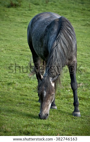 Horse portrait on grass. Horse portrait JPEG background. Horse on green pasture.