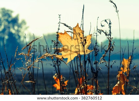 Autumn scenery - Poland