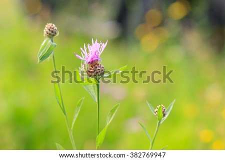 Flower thistles on a green background