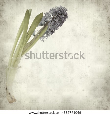 textured old paper background with blue Hyacinthus flowers