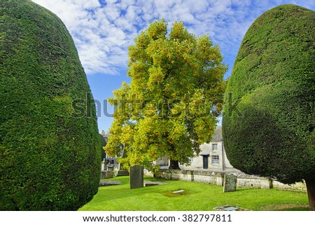 An Autumn view of St Mary's Church grounds, Tulip and Yew tree's in beautiful early morning light and shadow, Painswick, The Cotswolds, UK