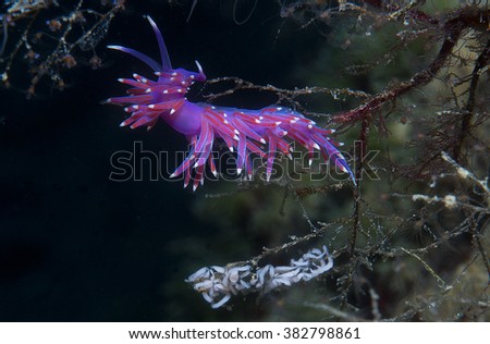 a small purple invertebrate slips on the seabed