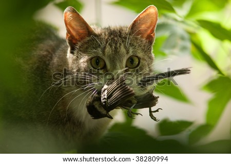 Cat with a bird in a teeth. Royalty-Free Stock Photo #38280994