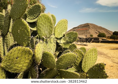 View of the pyramid of the sun at teotihuacan, Mexico with Nopal cactus plant at the foreground. Royalty-Free Stock Photo #382813462