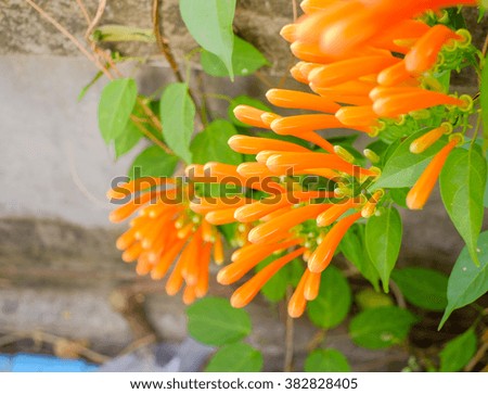 selective focus picture of orange trumpet flowers on fence 