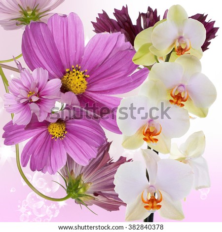 Beautiful exotic flower background