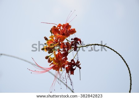 Peacock Flower. Flam-boyant. The Flame Tree. Royal Poinciana. Gulmohar flowers
