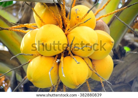  Maphrao Fai (Coconut, Yellow coconut)