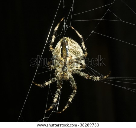 european garden spider / Araneus diademata