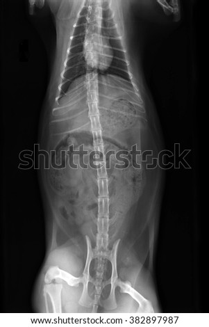 XRay image of obese cat with complete intestinal obstruction - constipated. top view