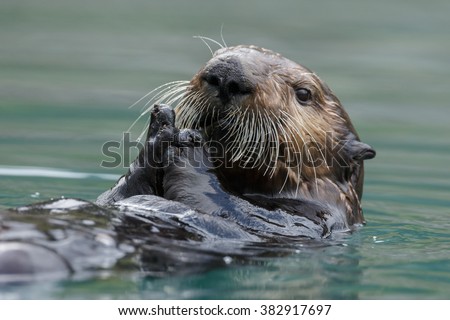 Sea otter swimming in blue ocean water