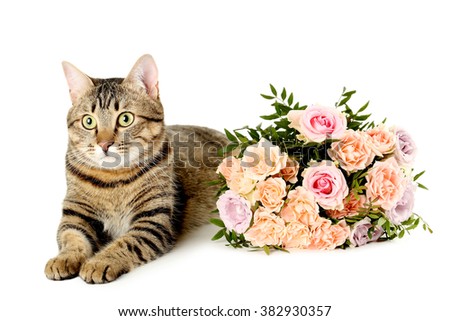 Bouquet of beautiful roses with cat isolated on a white