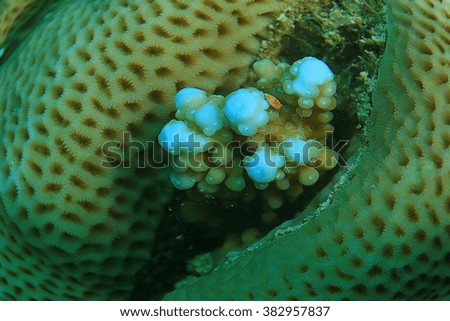 branches of coral underwater macro photo
