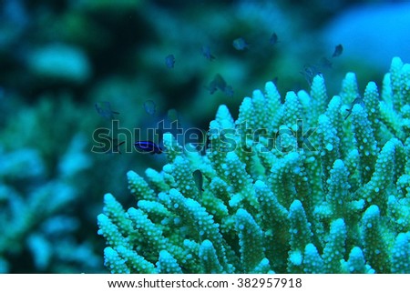 branches of coral underwater macro photo