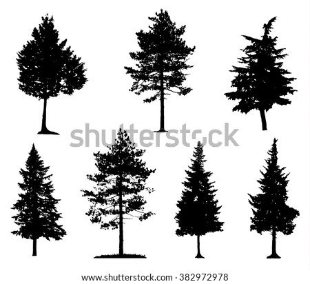 Coniferous Trees Silhouettes
