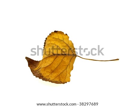 Yellow dry autumn leaf of a tree isolated on a white background