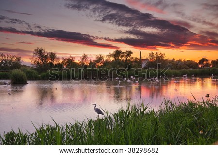 HDR image of lagoon at sunset, with many different birds (gray heron, white egret, greater flamingos, coots, ducks)