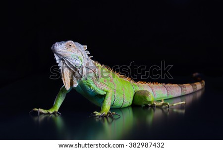 Green Iguana is on a black background