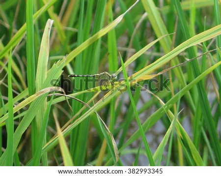 dragonfly on green leaves