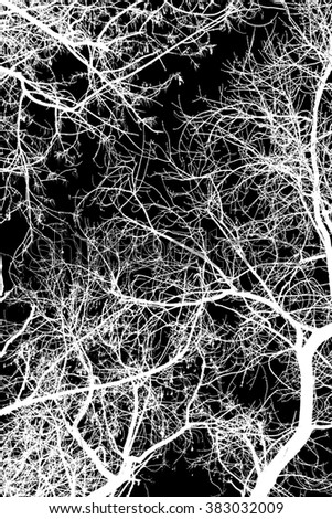 abstraction, white tree branches on a black background