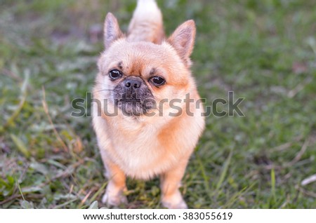 The small doggie costs and looks at the photographer
